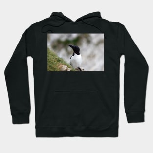 Razorbill on cliff top Hoodie